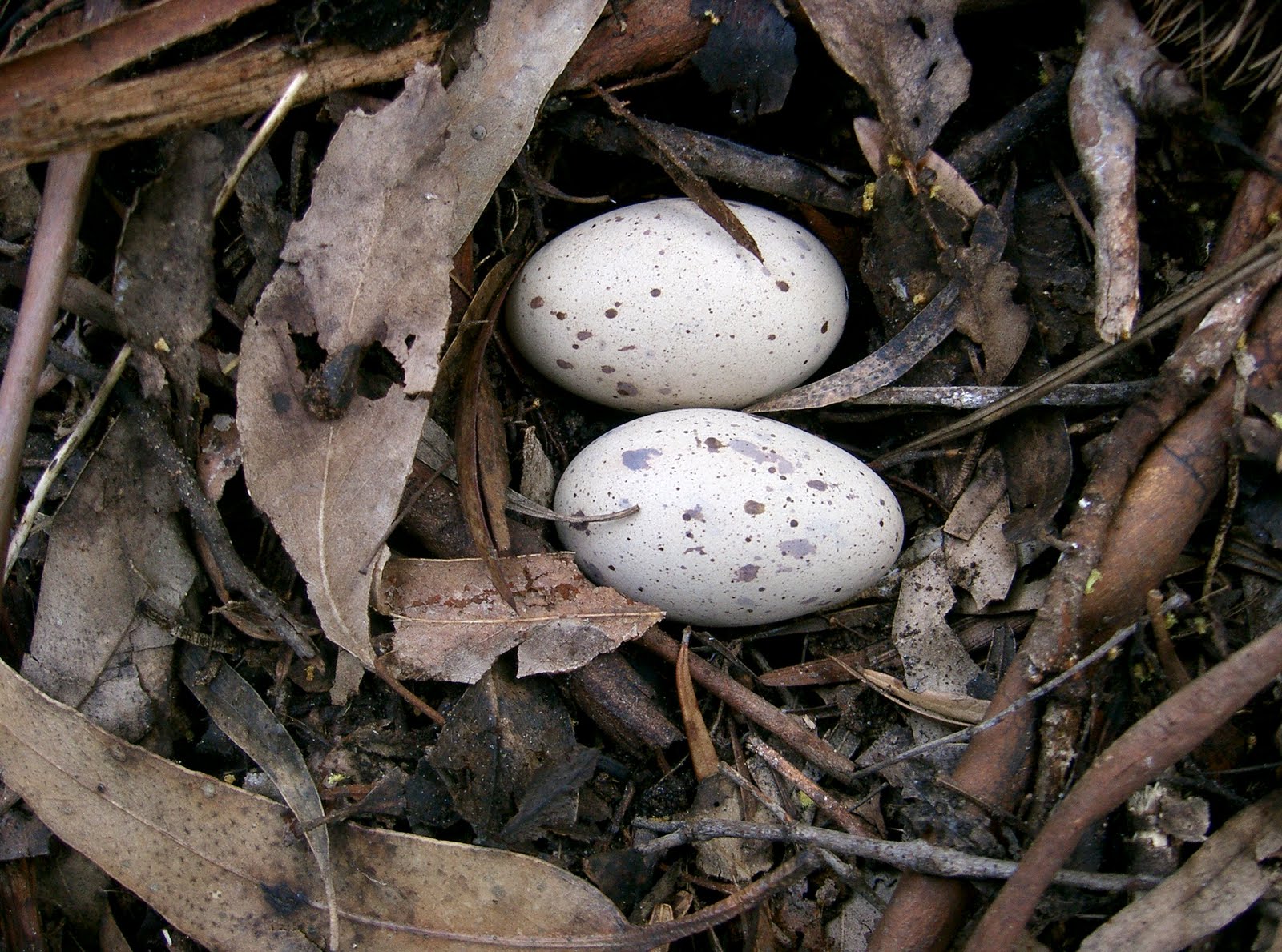 Mealworm eggs hatching
